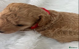 Cavapoo dogs for sale: Adorable Cavapoo Puppies - Parents Health Tested - Image 4