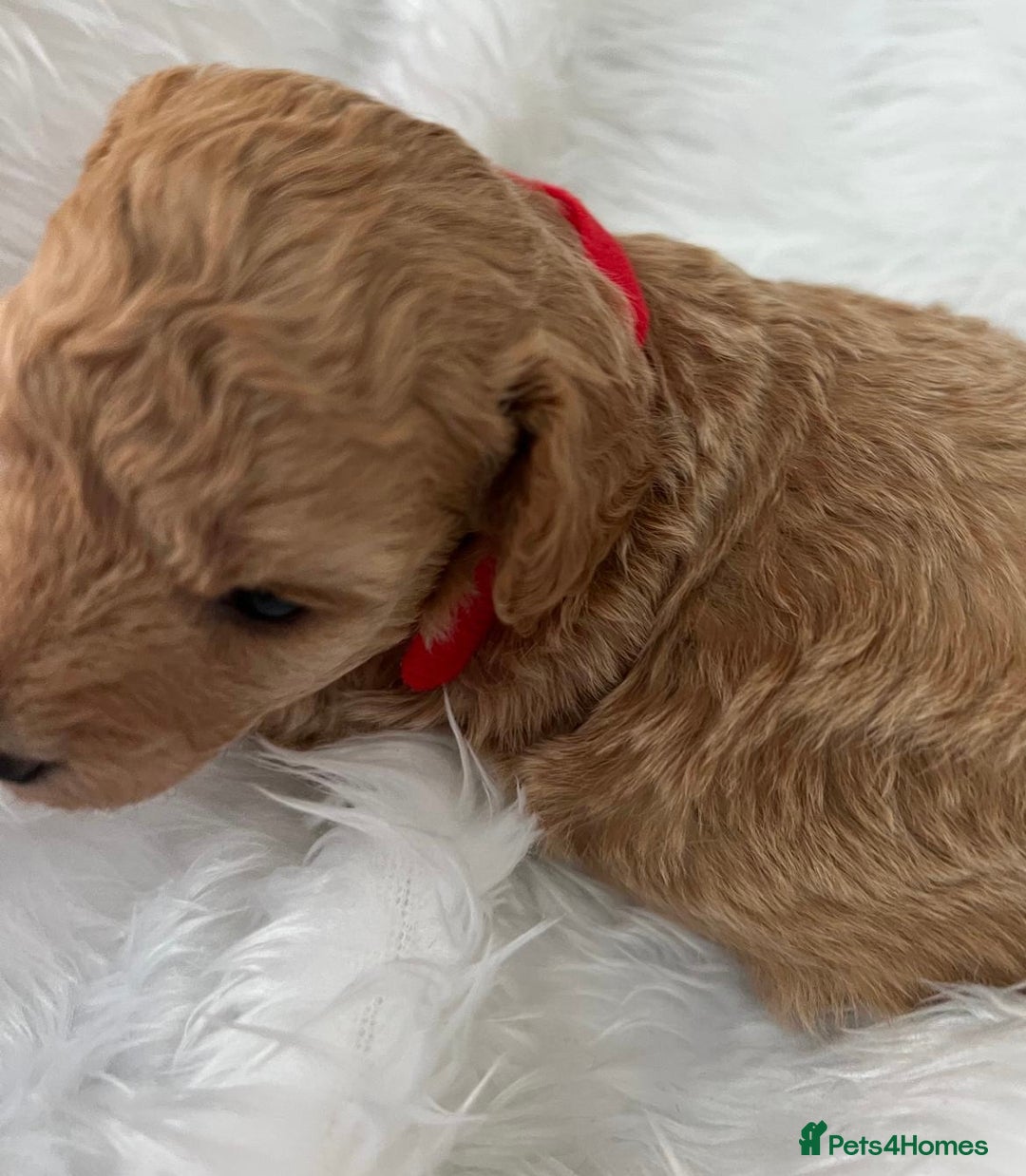 Cavapoo dogs for sale: Adorable Cavapoo Puppies - Parents Health Tested - Image 4