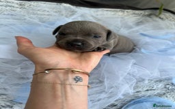 Staffordshire Bull Terrier dogs for sale: 🔷 Pharaon Champion Line Pups 🔷 in Wolverhampton - Image 33