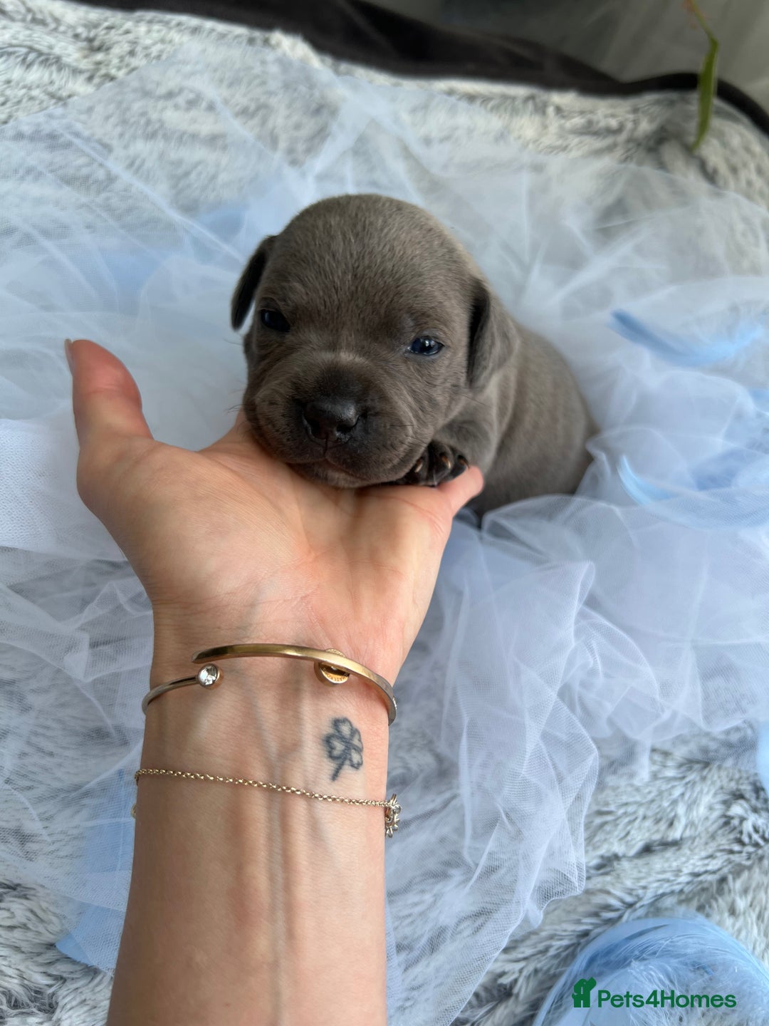Staffordshire Bull Terrier dogs for sale: 🔷 Pharaon Champion Line Pups 🔷 in Wolverhampton - Image 33