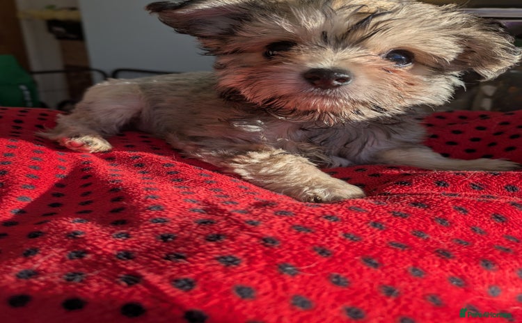 Chipoo dogs Non shed, health tested chipoos - Advert 2