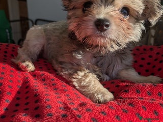 Chipoo dogs Non shed, health tested chipoos - Advert 3