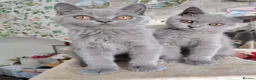 British Shorthair cats for sale: Beautiful kitten - Advert 8