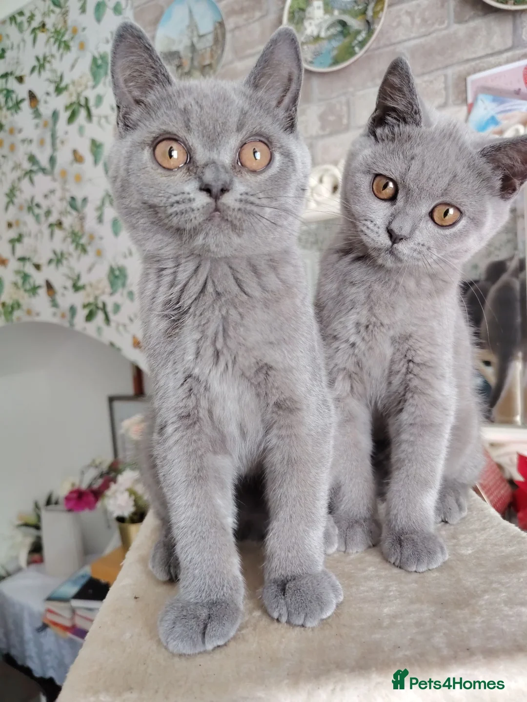 British Shorthair cats for sale: Beautiful kitten - Advert 8