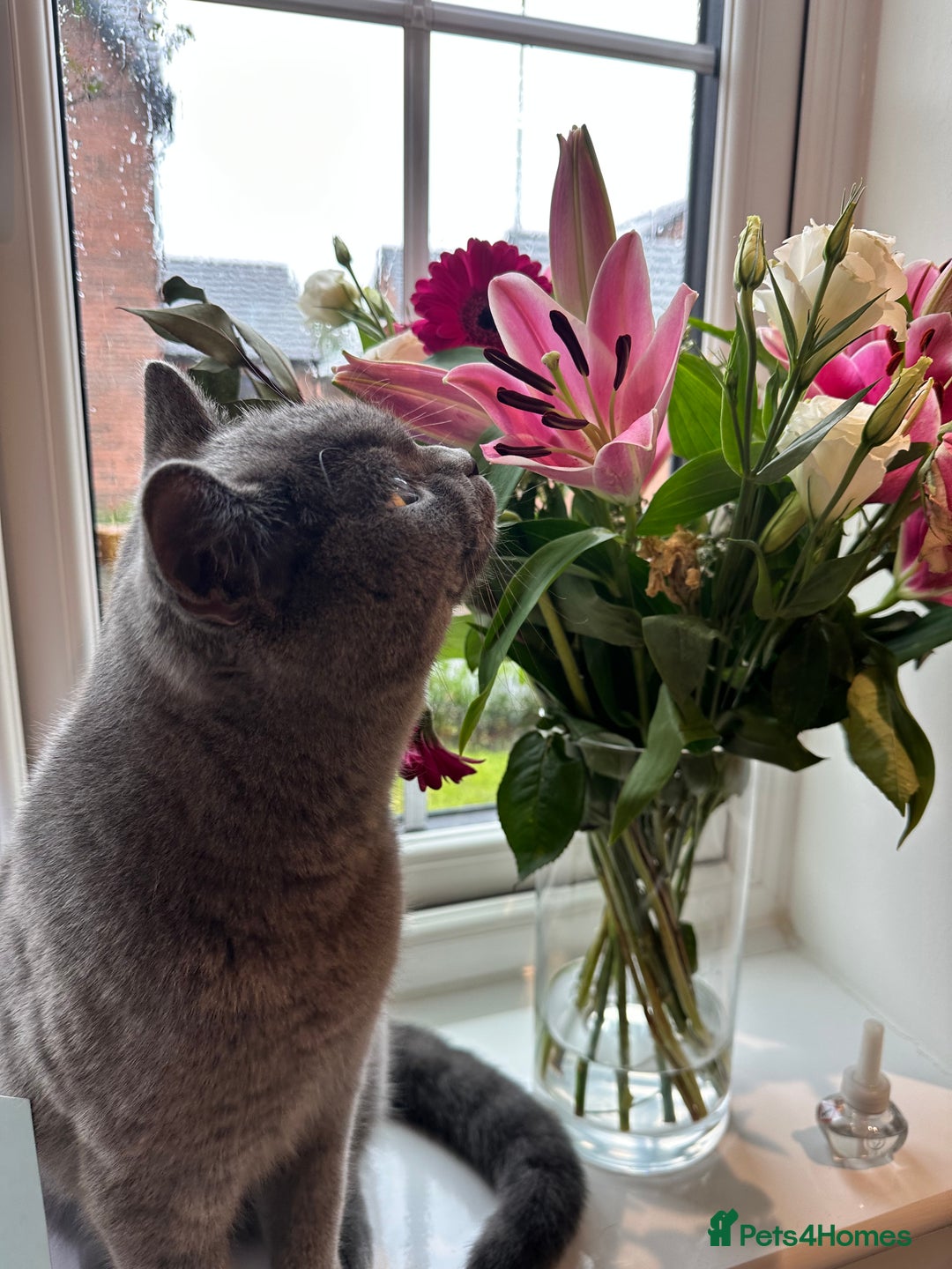 British Shorthair cats for sale: Male British shorhair - Image 6