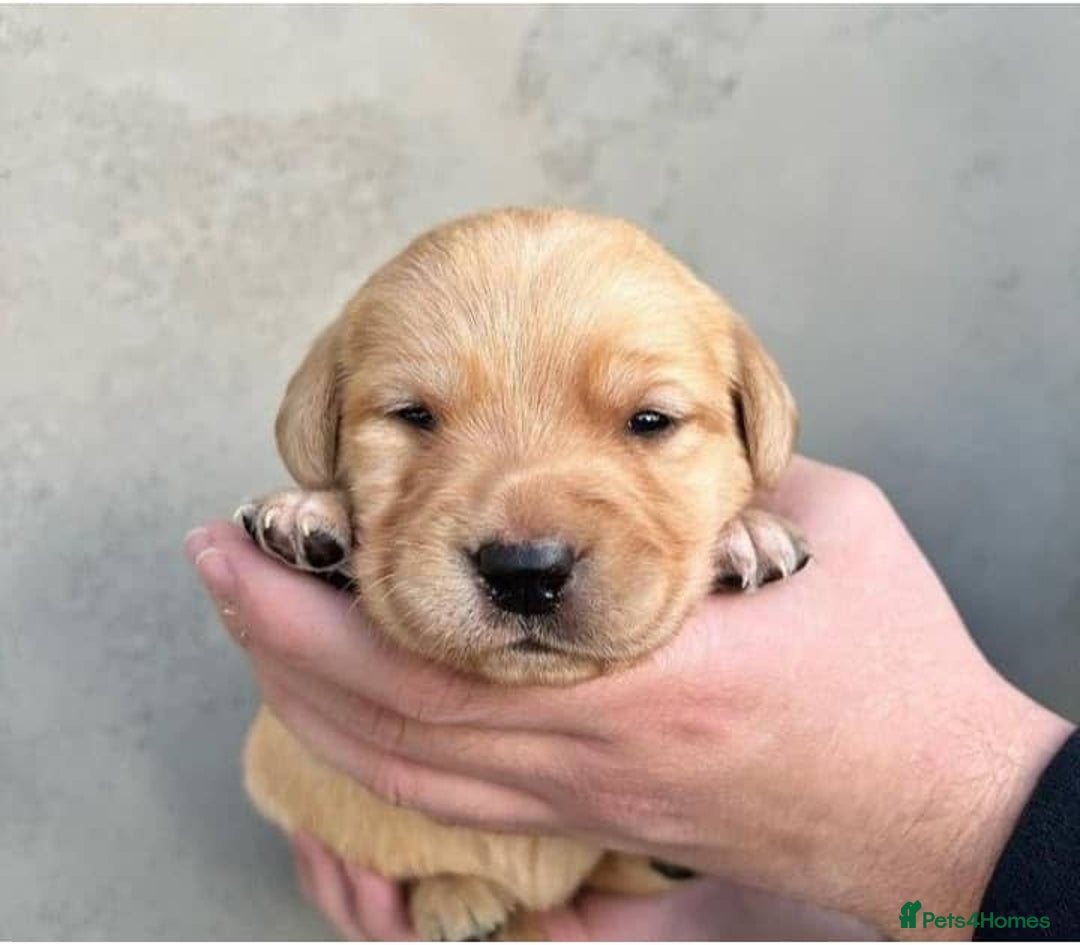 Labrador Retriever dogs for sale: Gentle KC REG Labrador Puppies - Image 6