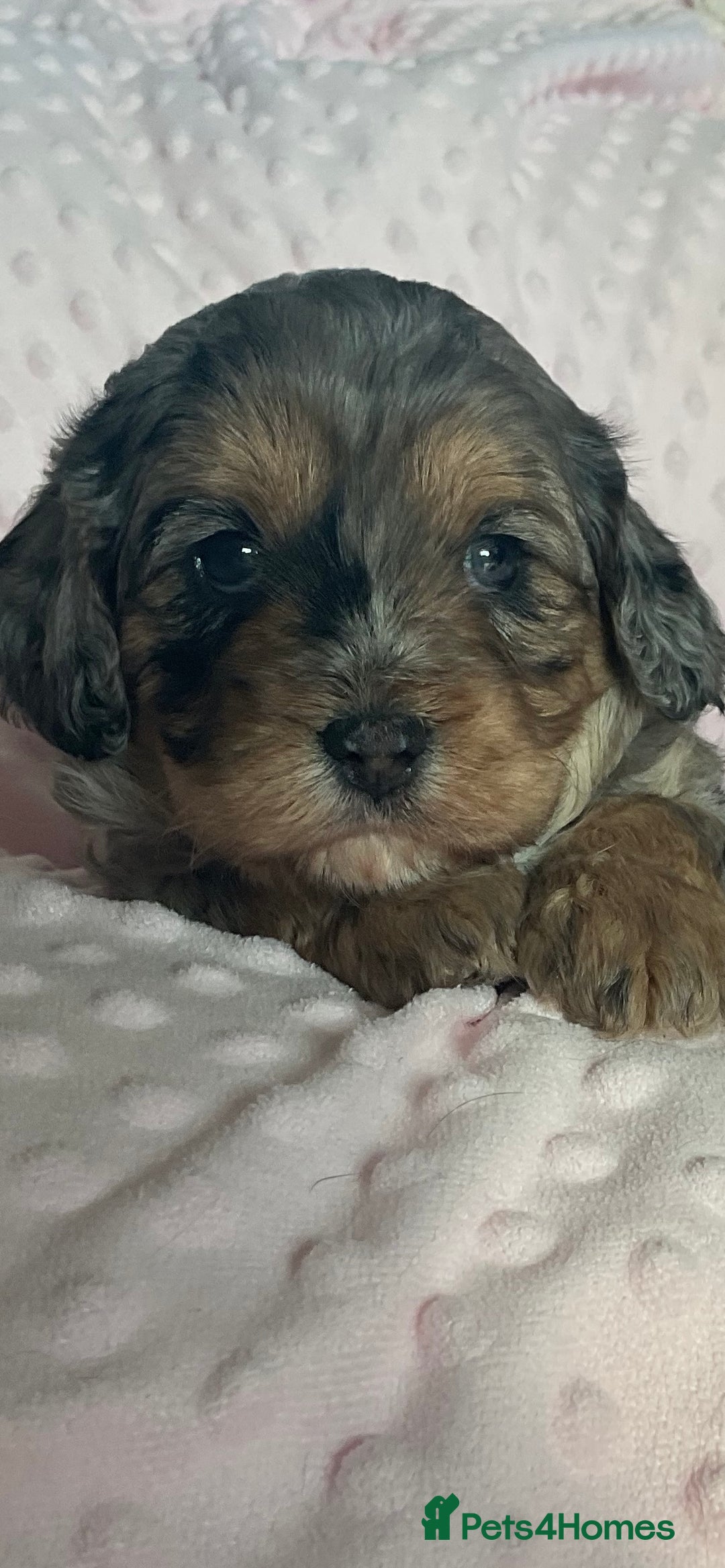 Cavapoo dogs for sale: Never been seen before 💙💖 - Advert 2