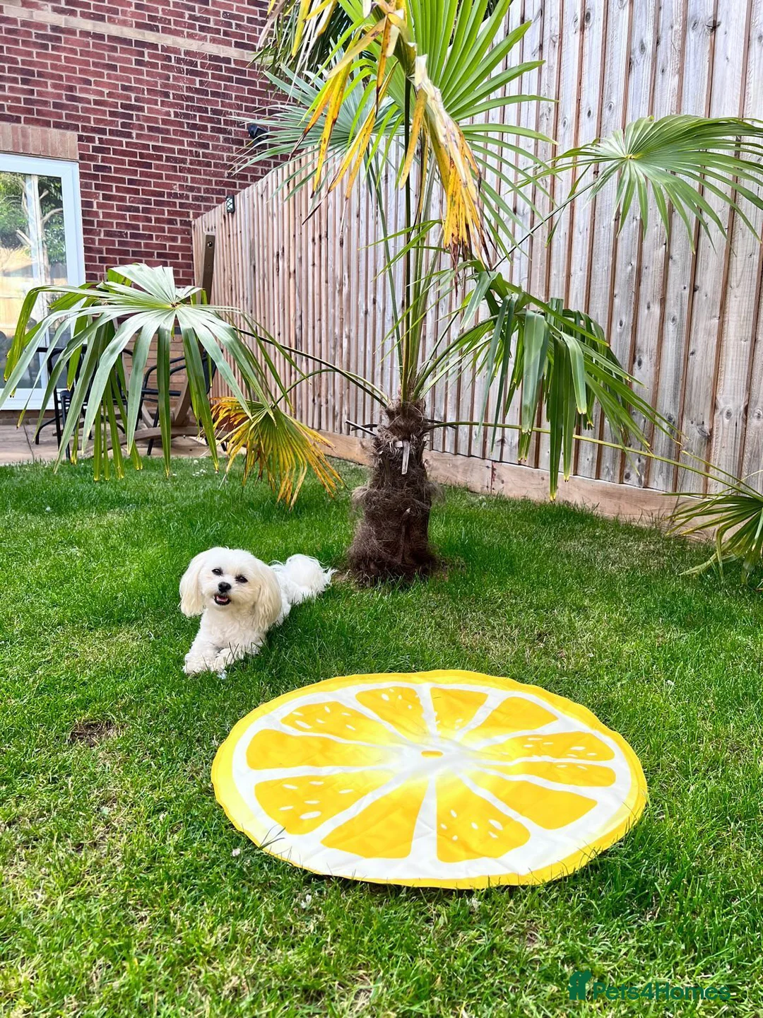 Maltese dogs for stud: beautiful tiny  Maltese boy for stud in Northampton - Advert 8