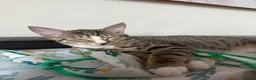 Mixed Breed cats for sale: Friendly Female Kittens Looking for forever homes in Tetbury - Advert 9