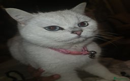 British Shorthair cats for sale: TICA REG silver tipped bsh - Image 5