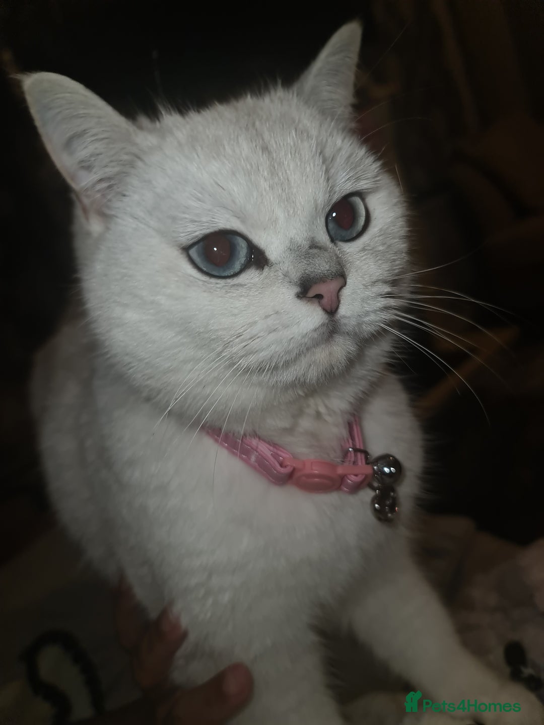 British Shorthair cats for sale: TICA REG silver tipped bsh - Image 5