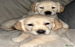 Golden Retriever dogs for sale: Beautiful KC Golden Retriever Babies  - Image 36