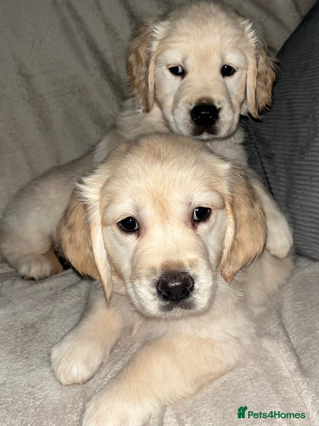 Golden Retriever dogs for sale: Beautiful KC Golden Retriever Babies  - Image 36