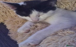 Mixed Breed cats for sale: £15 Female kitten  - Image 3