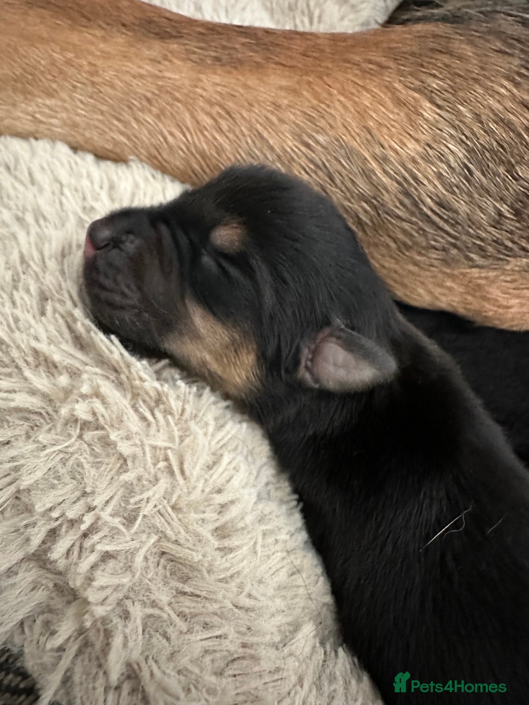Huntaway dogs for sale: New Zealand Huntaway Puppies  - Image 8