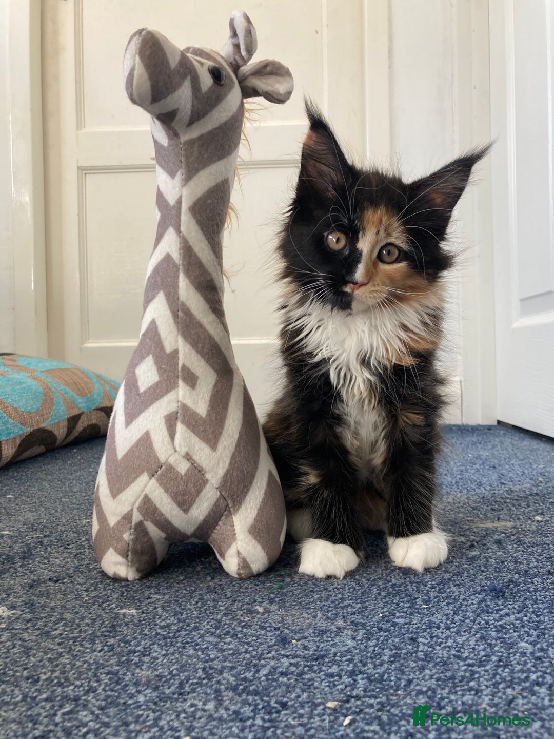 Maine Coon cats for sale: Pedigree Maine Coon Kittens (TICA) - Image 25