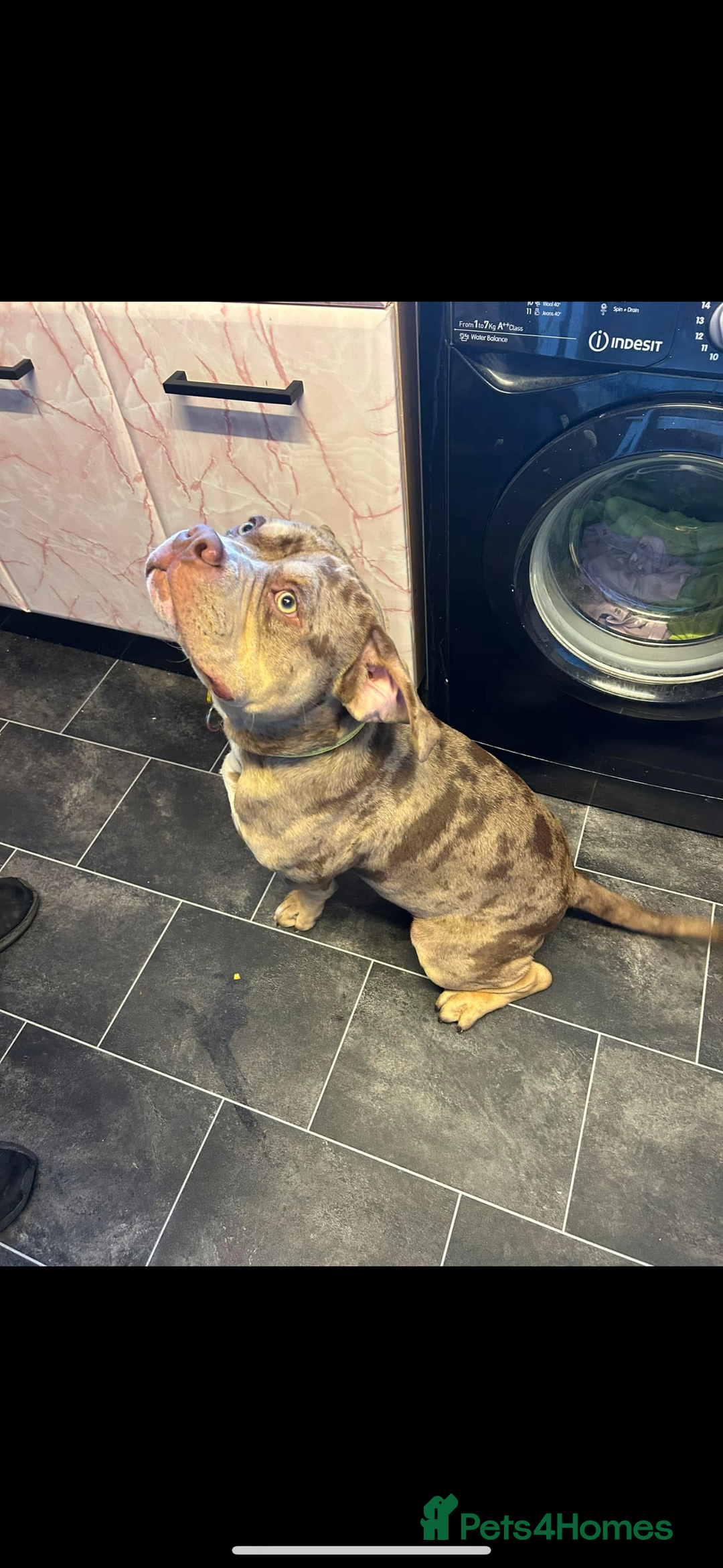 American Bulldog dogs for sale: Pocket bully  - Image 1