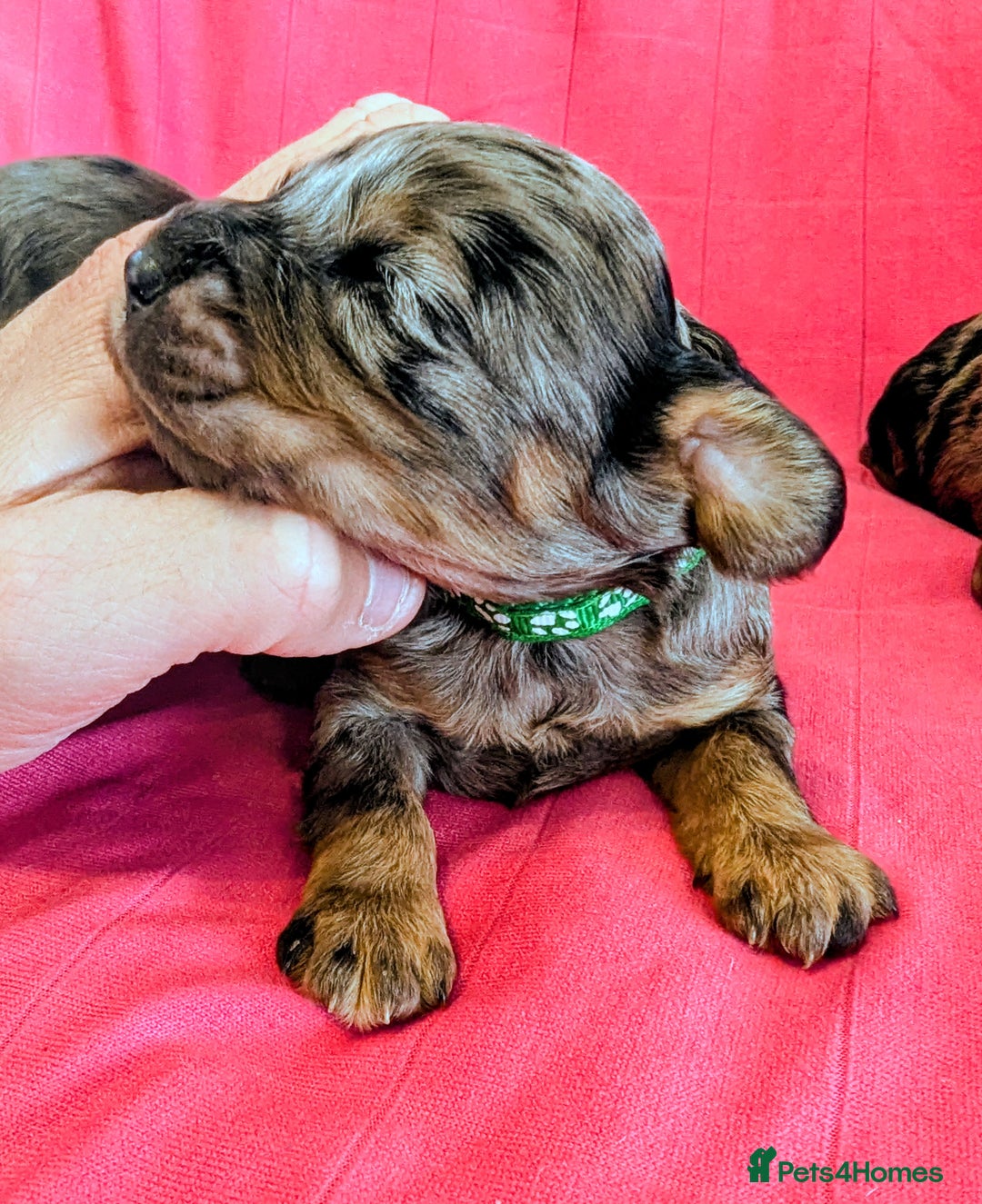 Cavapoo dogs for sale: Beautiful Phantom Merle and Phantom Cavapoos - Image 20