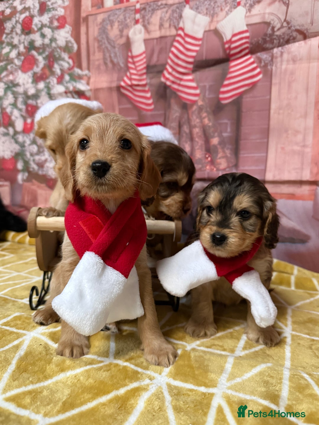 Labradoodle dogs for sale: Unique Stunning miniature doodles - Advert 34