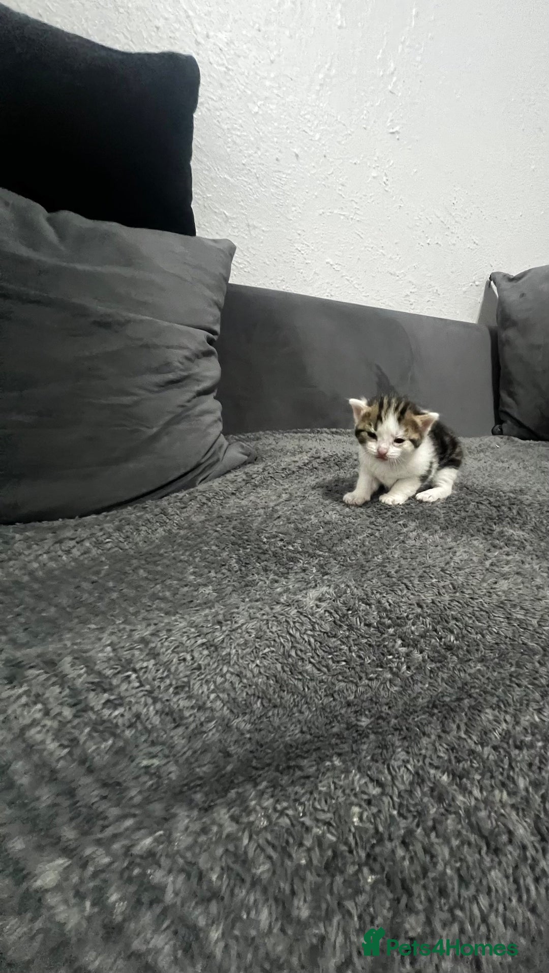 Mixed Breed cats for sale: Beautiful kitten  - Advert 3