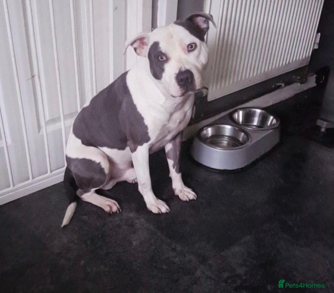 Staffordshire Bull Terrier dogs for sale: Beautiful blue Staffordshire bull terrier puppies  - Image 16