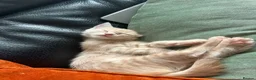 Persian cats for sale: Persian x Siamese kitten - Advert 1