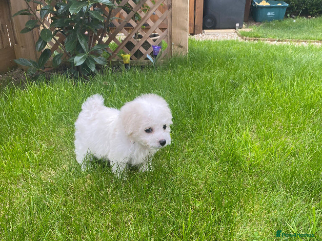 Bichon Frise Puppy 5