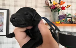 Australian Labradoodle dogs for sale: Home raised, DNA tested, Australian Labradoodles - Image 20