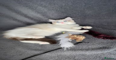 Ragdoll cats ✨ Gorgeous Ragdoll Kittens ✨ - Advert 10