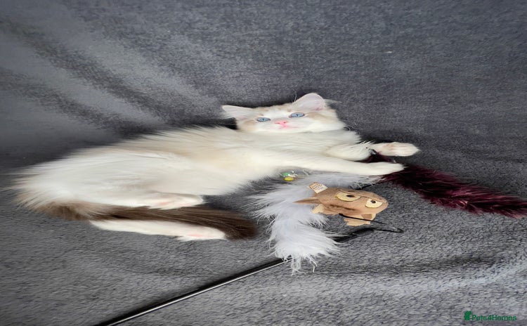 Ragdoll cats ✨ Gorgeous Ragdoll Kittens ✨ - Advert 4