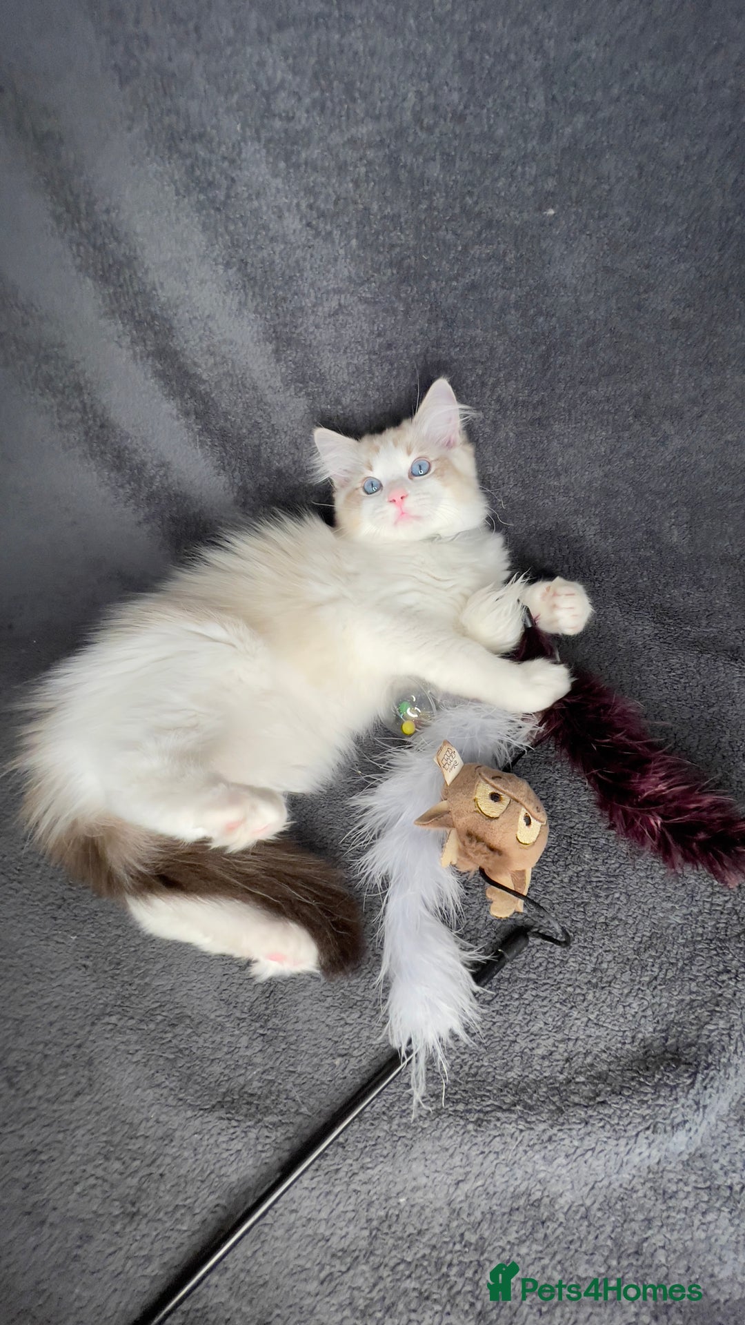 Ragdoll cats for sale: 🌟 Stunning TICA Ragdoll Kittens – Ready Now! - Advert 6