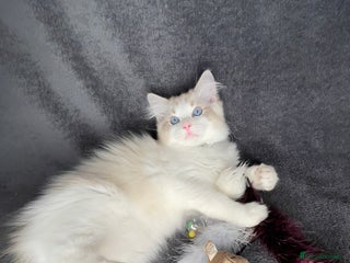 Ragdoll cats ✨ Gorgeous Ragdoll Kittens ✨ - Advert 12