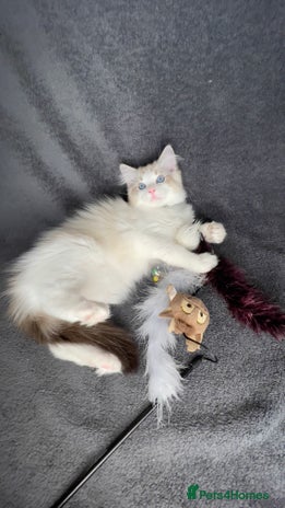 Ragdoll cats ✨ Gorgeous Ragdoll Kittens ✨ - Advert 3