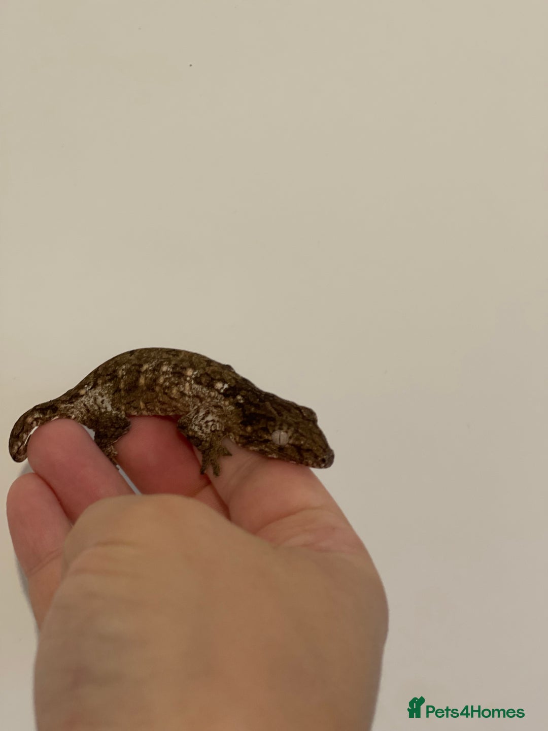 Gecko reptiles for sale: Caledonian giant gecko - Advert 10