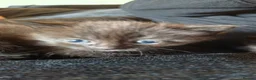 Mixed Breed cats for sale: Black female kitten for sale in Ilkeston - Advert 3