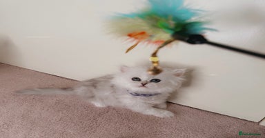 Persian cats - Advert 5