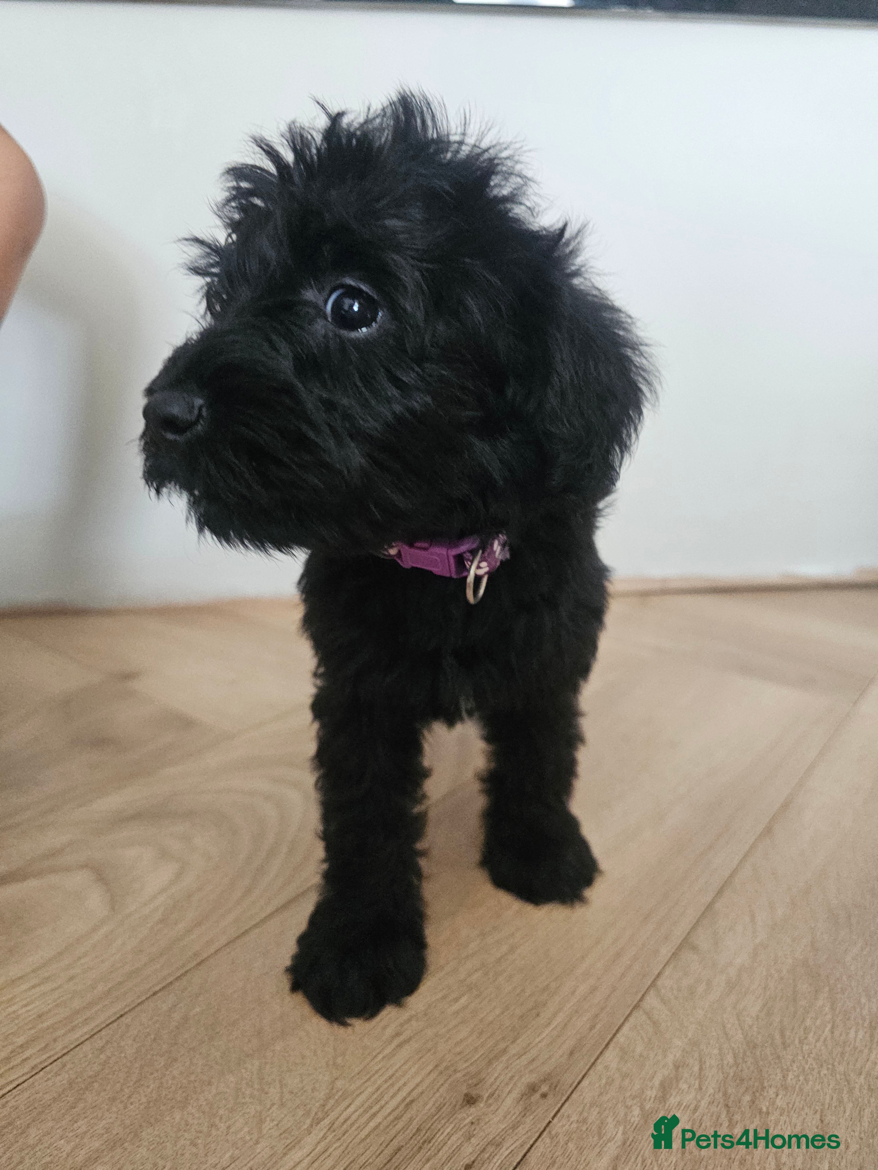 Schnoodle dogs 🐶 F2 Schnoodles looking for their loving Homes 🐶 - Advert 2