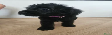 Schnoodle 4 💜 Black Girl 