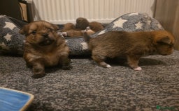 Mixed Breed dogs for sale: Yorkie-pom puppies  - Image 18