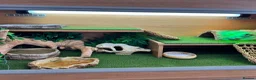 Bearded Dragon reptiles for sale: Healthy Bearded Dragon + Full Vivarium Setup  in Livingston - Advert 3
