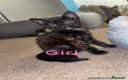 British Shorthair cats for sale: I have 5 beautiful cuddly kittens left  - Image 4