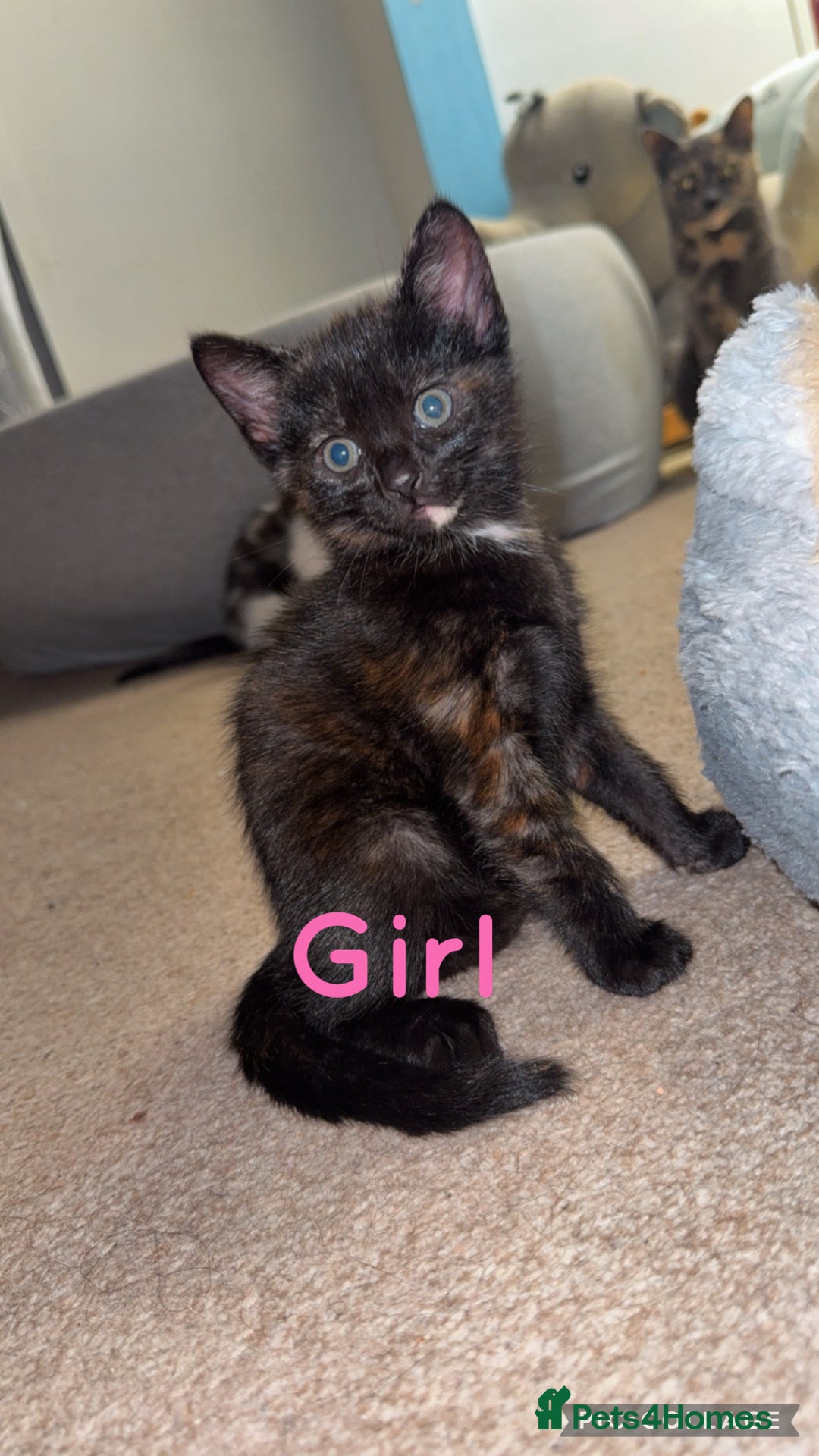 British Shorthair cats for sale: I have 5 beautiful cuddly kittens left  - Image 4