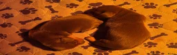 Miniature Dachshund dogs for sale: KC Reg Miniature Dachshund Puppies For Sale in Hove - Advert 9