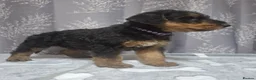 Airedale Terrier dogs for sale: Gorgeous Airedale Litter! - Advert 8