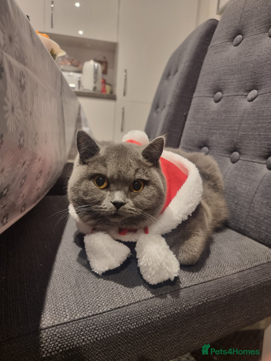 British Shorthair cats for sale: Adorable British Shorthairs. Ready 29/12. - Advert 2