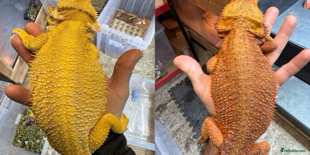 Bearded Dragon reptiles for sale: High Citrus, Tiger , Hypo, GS, Dunner, Trans  - Advert 5