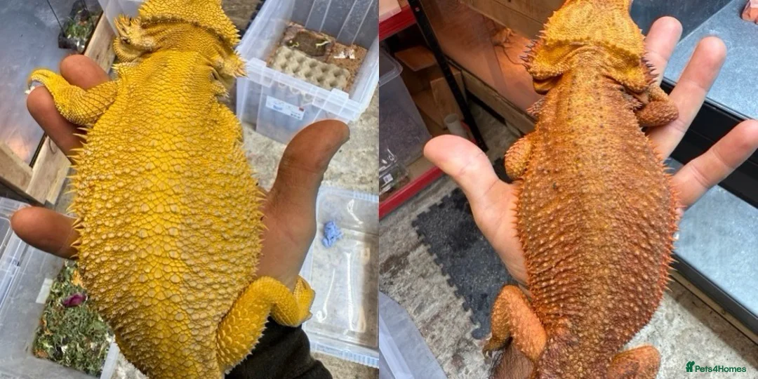 Bearded Dragon reptiles for sale: High Citrus, Tiger , Hypo, GS, Dunner, Trans  - Advert 5