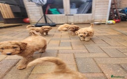 Labradoodle dogs for sale:  Apricot Doodle labradoodles - Image 37