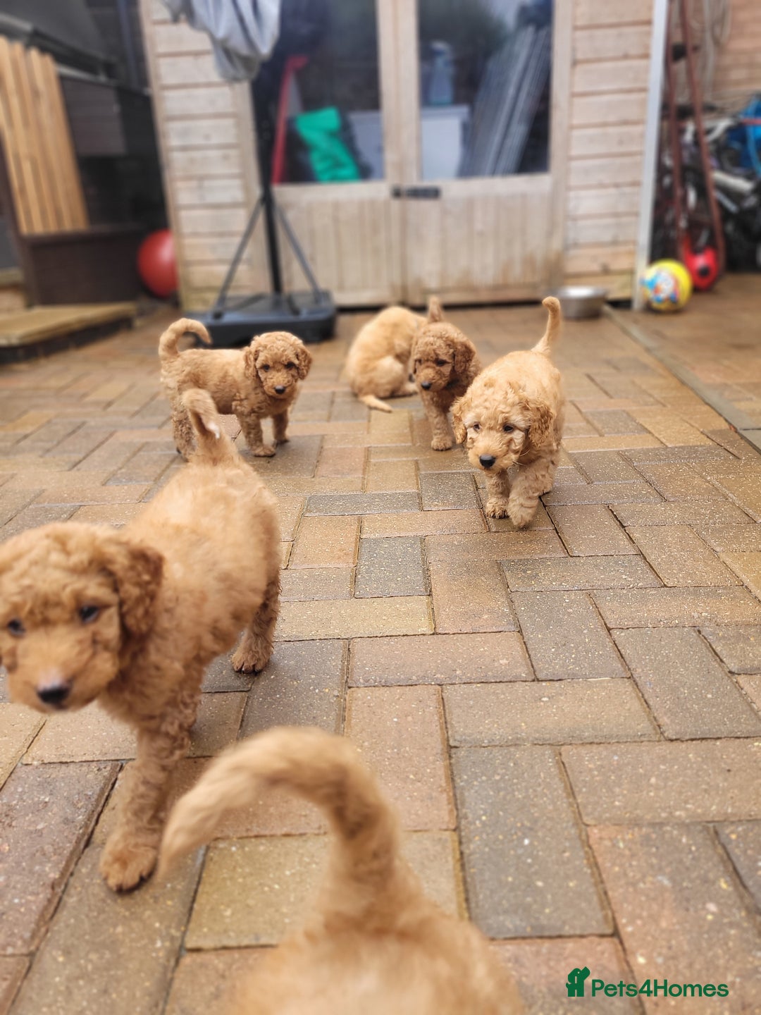 Labradoodle dogs for sale:  Apricot Doodle labradoodles - Image 37