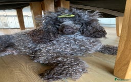 Cavapoo dogs for sale: Stunning premium F1 Cavapoos 🥰 DNR tested parents - Image 26